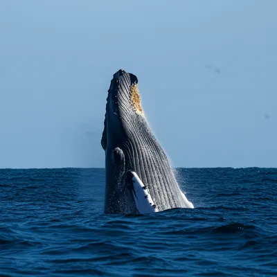 Illustration spouted - Image 1