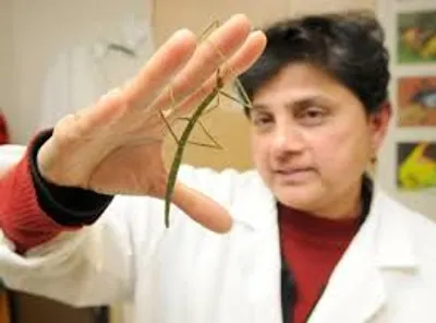 Illustration entomologist - Image 2