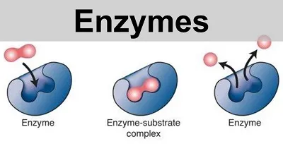 Illustration enzyme - Image 2