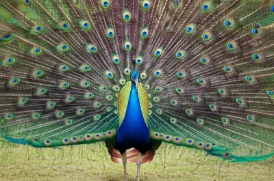 Illustration peacock - Image 1