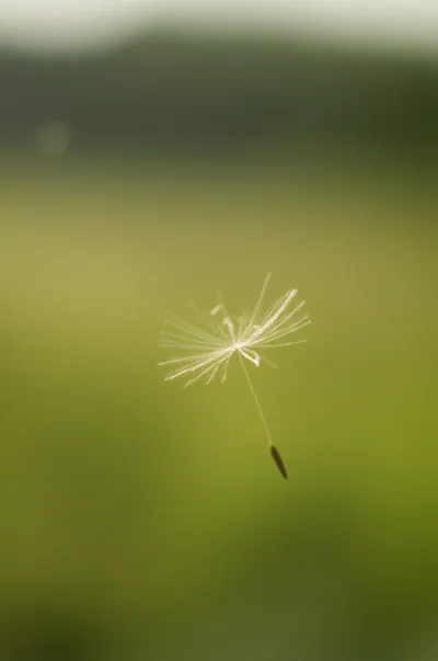 Illustration evanescent - Image 1