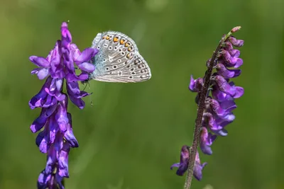 Illustration vetch - Image 2