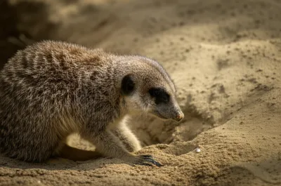 Illustration burrowing - Image 1