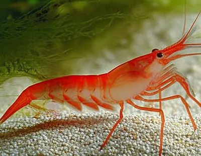 Illustration prawns - Image 1