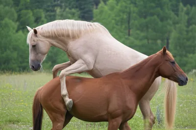 Illustration mounts - Image 1