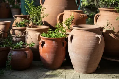 Illustration testaceous