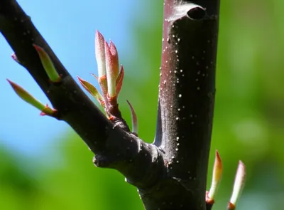 Illustration spurred - Image 1