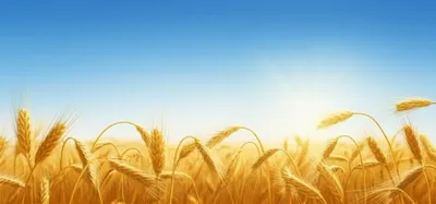 Illustration fairer - Image 1