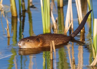 Illustration rat - Image 1