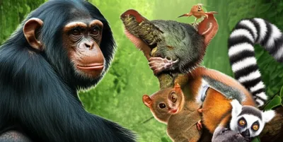 Illustration primates