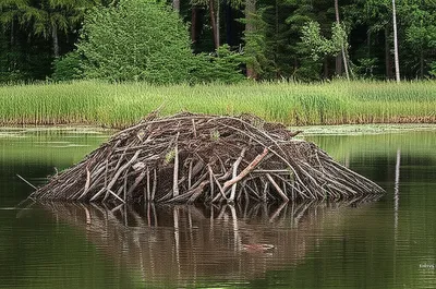 Illustration lodge - Image 1