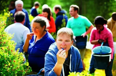 Illustration berrying - Image 1