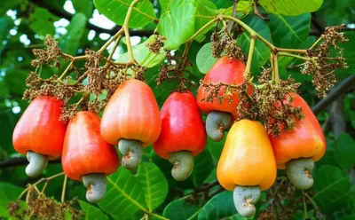 Illustration acajou - Image 1