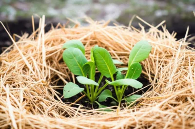 Illustration straw - Image 1