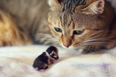 Illustration slinks - Image 1