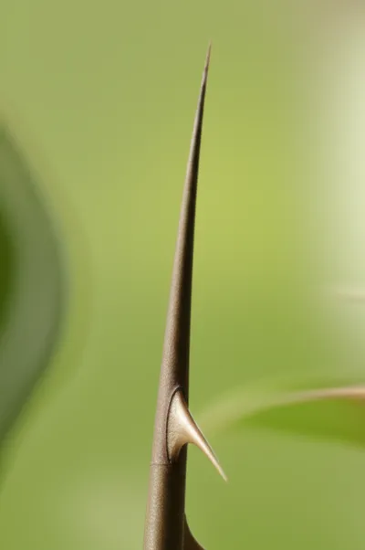 Illustration prickle