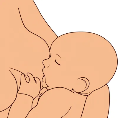 Illustration suckle - Image 1
