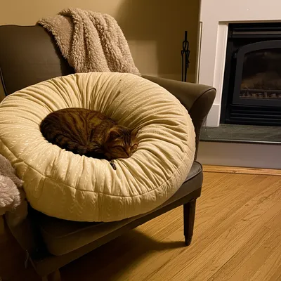 Illustration cushion