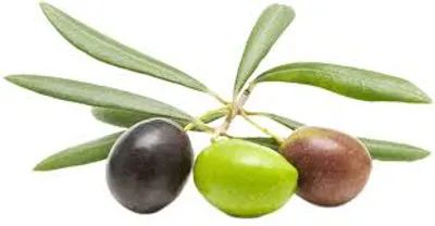 Illustration olive - Image 2