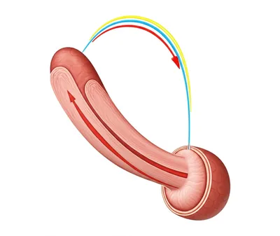 Illustration erection - Image 1