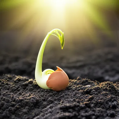 Illustration initiates - Image 1