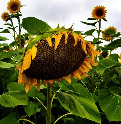 Illustration melts - Image 1