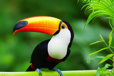 Illustration toco - Image 1