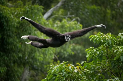 Illustration langur - Image 1