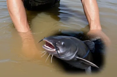 Illustration noodle - Image 1