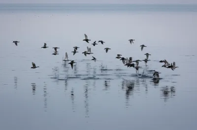 Illustration ruffles - Image 1