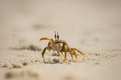 Illustration scuttles - Image 1