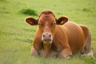 Illustration crooned - Image 1