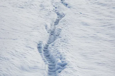 Illustration pricks - Image 1