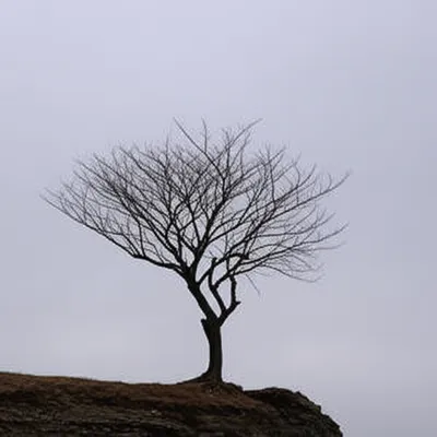 Illustration bare - Image 1