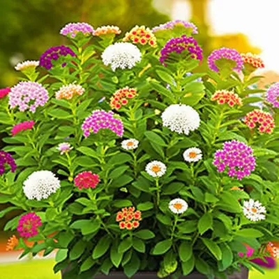 Illustration flowered - Image 1