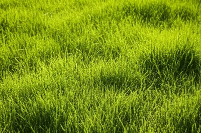 Illustration sward - Image 1