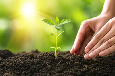 Illustration performance