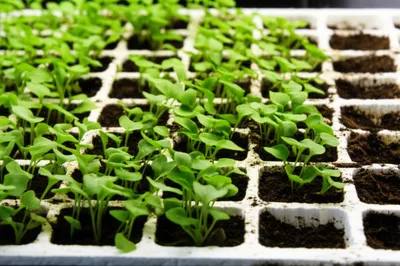 Illustration plugs - Image 1