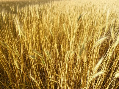 Illustration tare - Image 1