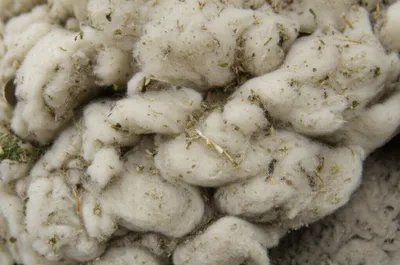 Illustration shive - Image 1