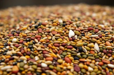 Illustration seed - Image 1