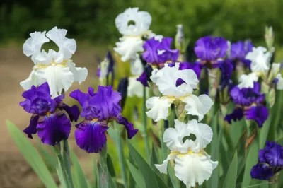 Illustration irises - Image 1