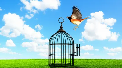 Hình ảnh minh họa releases - Ảnh 1