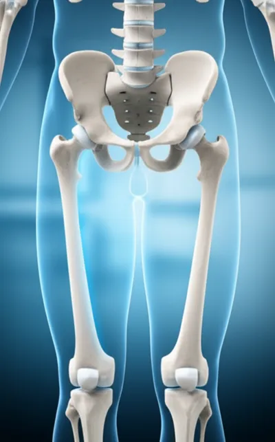 Illustration thighbones - Image 1