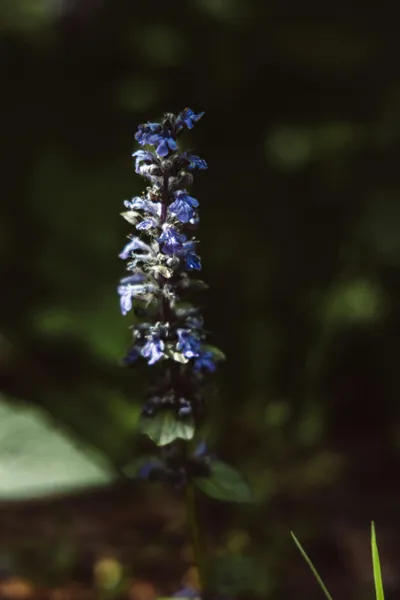 Illustration ajuga - Image 1