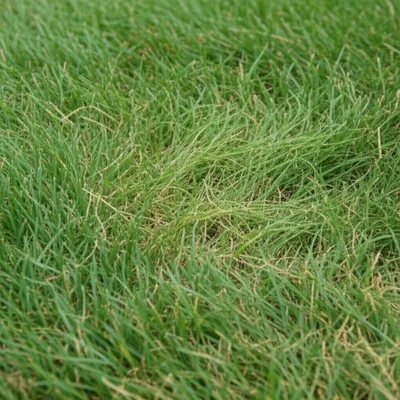 Illustration quitch - Image 1