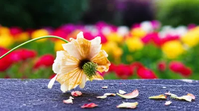 Illustration dash - Image 1