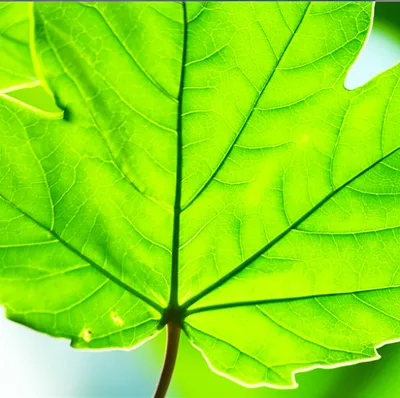 Illustration venation - Image 1