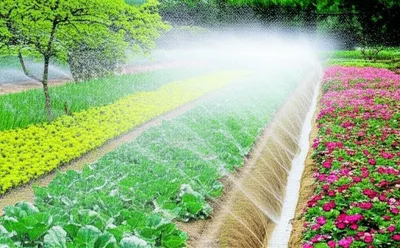 Illustration irrigation