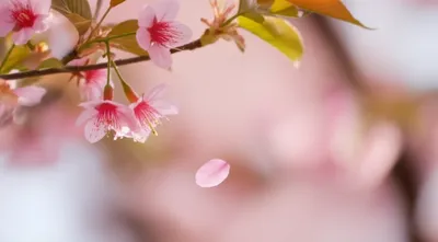 Illustration evanescent - Image 1